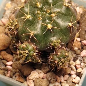 Gymnocalycium Damsii v.multiproliferum