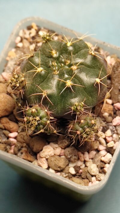 Gymnocalycium Damsii v.multiproliferum