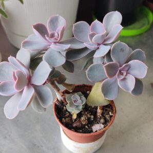 Echeveria Pearl of Nurnberg