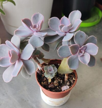Echeveria Pearl of Nurnberg