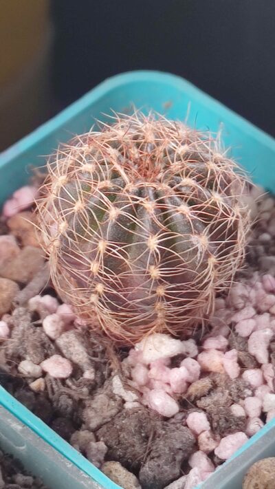 lobivia arachnacantha nigra - Зображення 2
