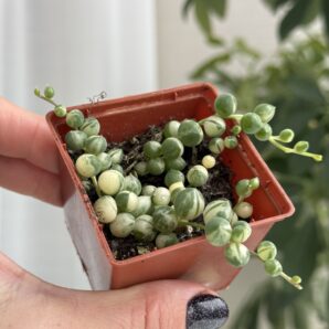 Senecio rowleyanus variegata