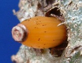 Квітка і плід Myrmecodia tuberosа