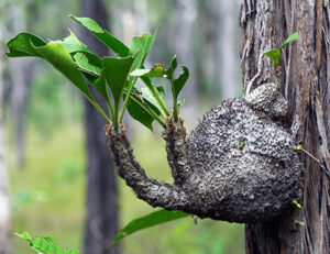 Myrmecodia (Мірмекодія)
