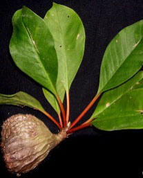 Myrmecodia pendеns