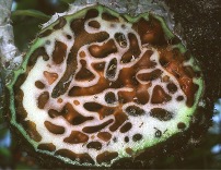 Myrmecodia tuberosa всередині