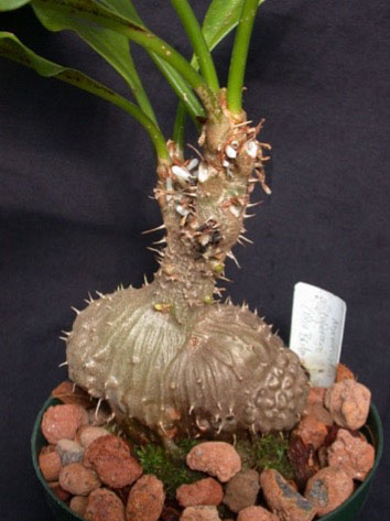 Myrmecodia tuberosa зовні