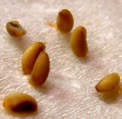 Насіння Myrmecodia tuberosa