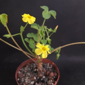 Oxalis megalorhiza