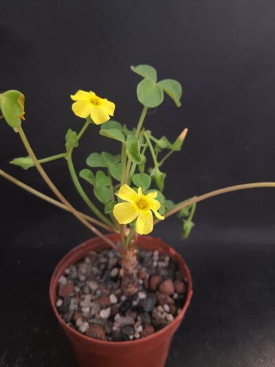 Oxalis megalorhiza