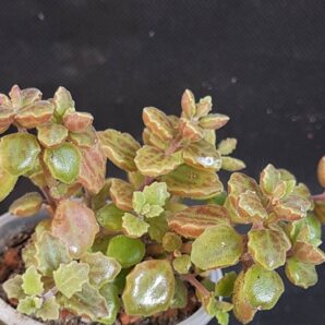 Plectranthus prostratus | 96