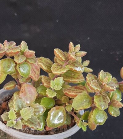 Plectranthus prostratus