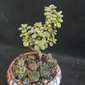 Plectranthus socotranum