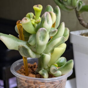 Crassula Gollum Yellow Variegated