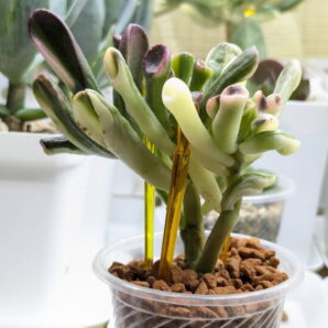 Crassula Gollum Yellow Variegated