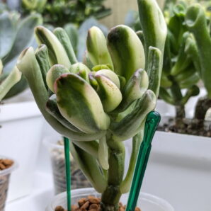 Crassula Gollum Yellow Variegated