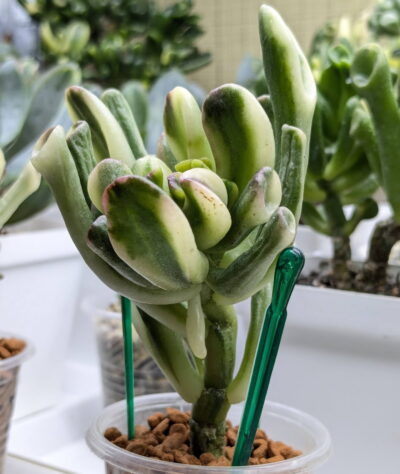 Crassula Gollum Yellow Variegated