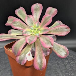 Aeonium Medusa