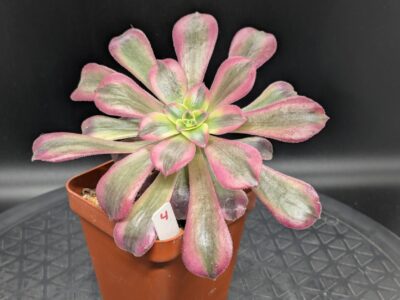 Aeonium Medusa