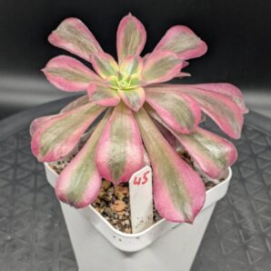 Aeonium Medusa