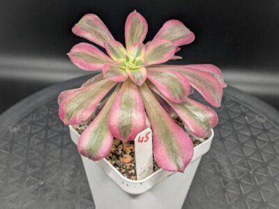 Aeonium Medusa