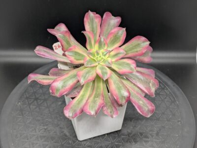 Aeonium Medusa