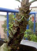 Сіянці на стеблі Myrmecodia tuberosа