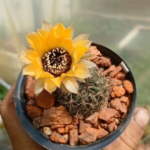 Lobivia jajoiana v.nigristoma MN 30