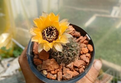 Lobivia jajoiana v.nigristoma MN 30