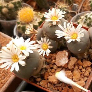 Lophophora alberto-vojtechii VM 758