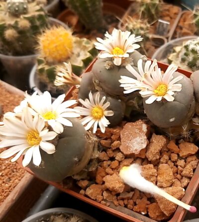 Lophophora alberto-vojtechii VM 758