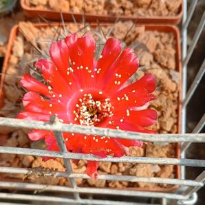 Lobivia lateritia R 78.