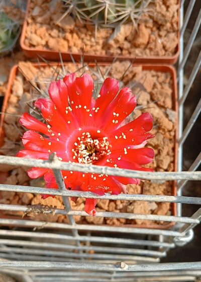 Lobivia lateritia R 78.