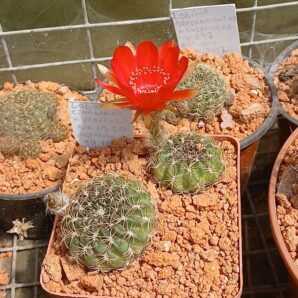 Lobivia cinnabarina ssp.prestoana v.draxleriana HS 50
