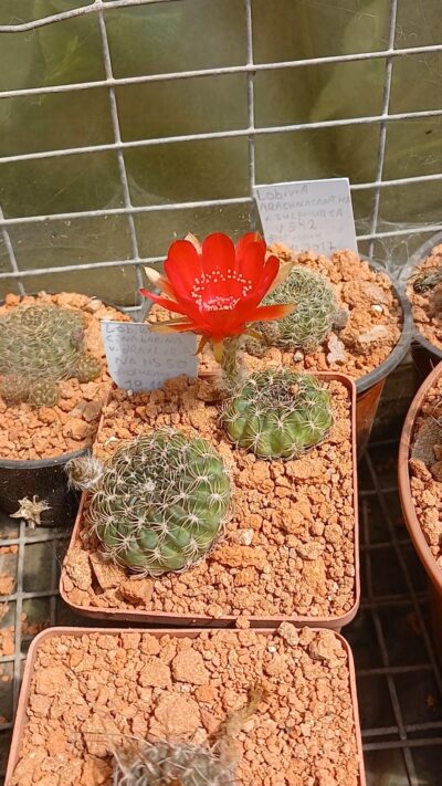 Lobivia cinnabarina ssp.prestoana v.draxleriana HS 50
