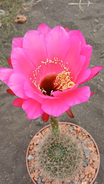 Echinopsis kermesina VG 610 - Зображення 2