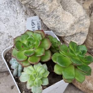 Sedeveria Letizia | 125