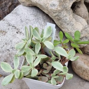 Crassula nudicaule variegata