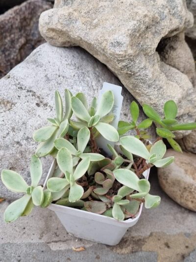 Crassula nudicaule variegata