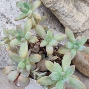 Graptosedum Francesco Baldi