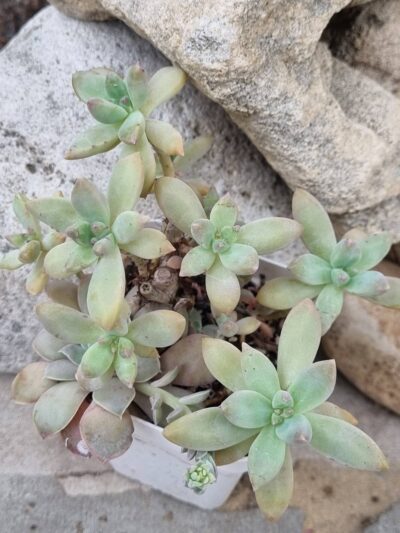 Graptosedum Francesco Baldi