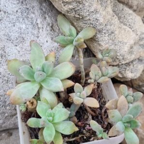 Graptopesedum Francesco Baldi