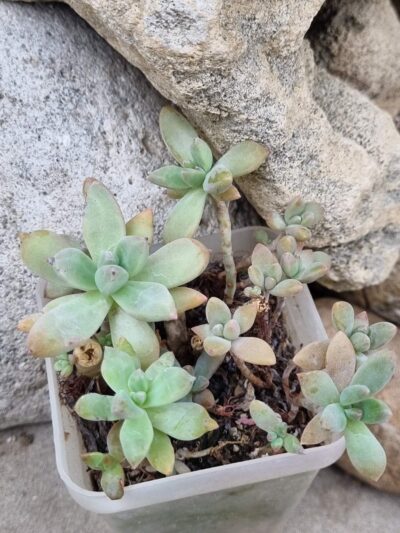Graptopesedum Francesco Baldi