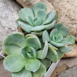 Echeveria