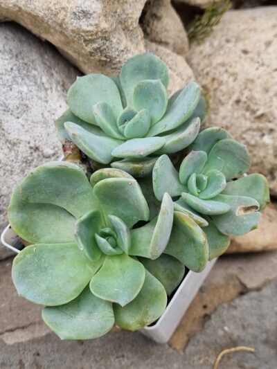 Echeveria