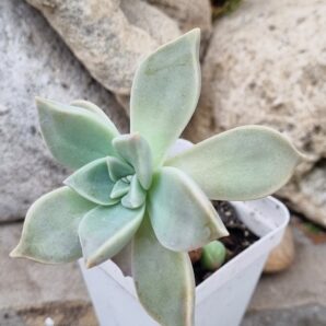 Echeveria Colorata