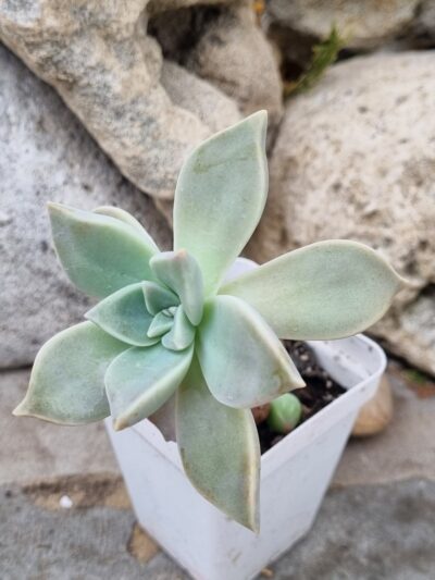 Echeveria Colorata