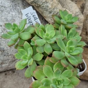 Sedum Wayra