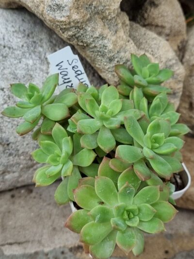 Sedum Wayra