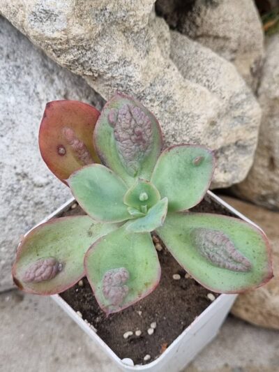 Echeveria Baron Bold